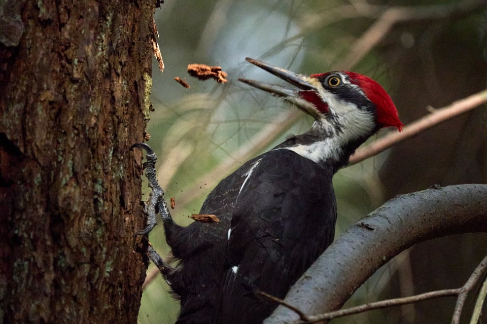 A woodpecker with a red crest rips a chunk of wood from a tree.