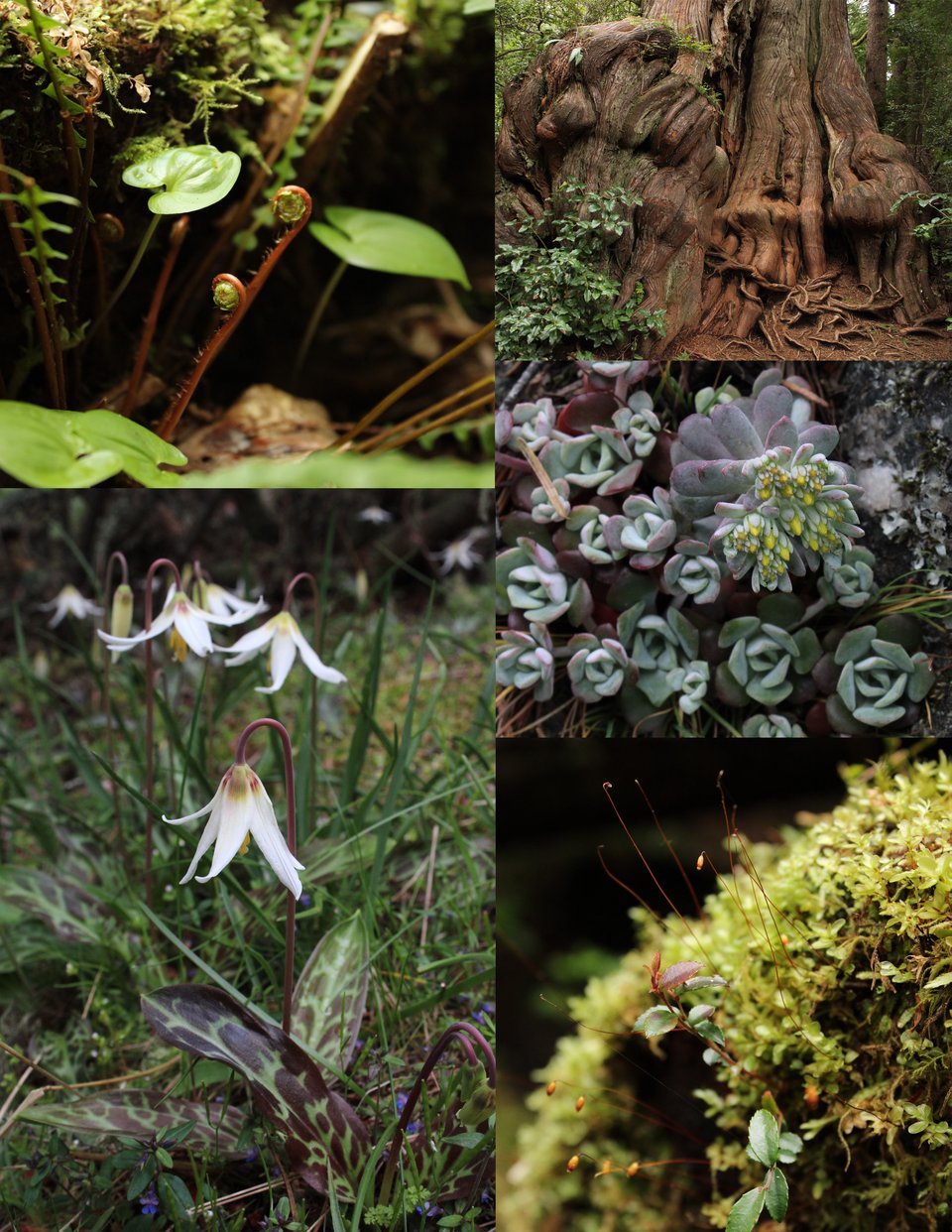 deer fern fiddleheads, big ass tree on the coast, fawn lilies at mt erie, moss and broadleaf stonecrop.