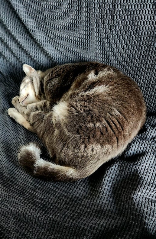 A light grey cat sleeping on a dark grey couch.
