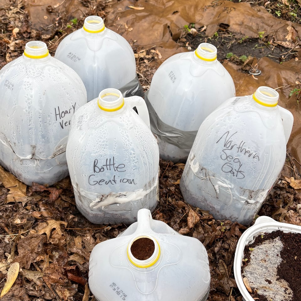 Winter sowing milk bottle containers
