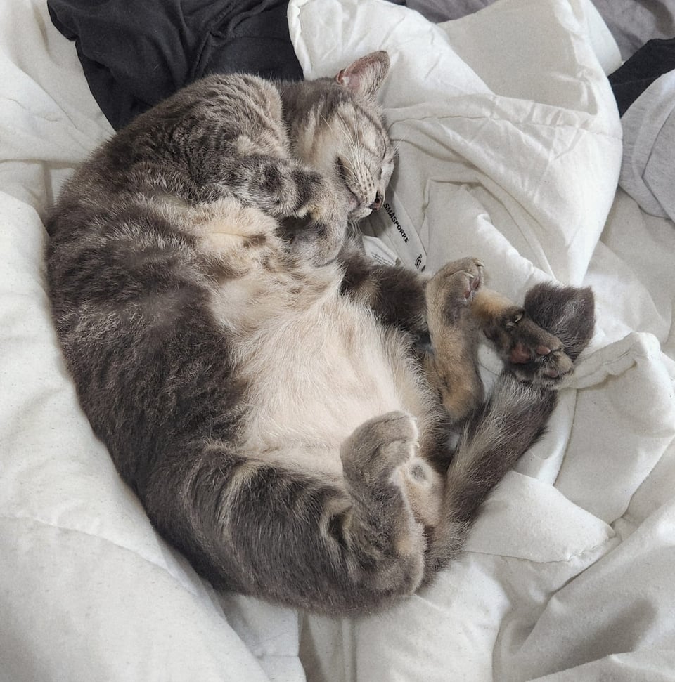 A grey cat fast asleep on a white blanket.