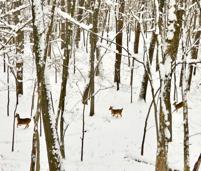 Deer make their way through snowy woods in the park. / Photo by Steve Dietz