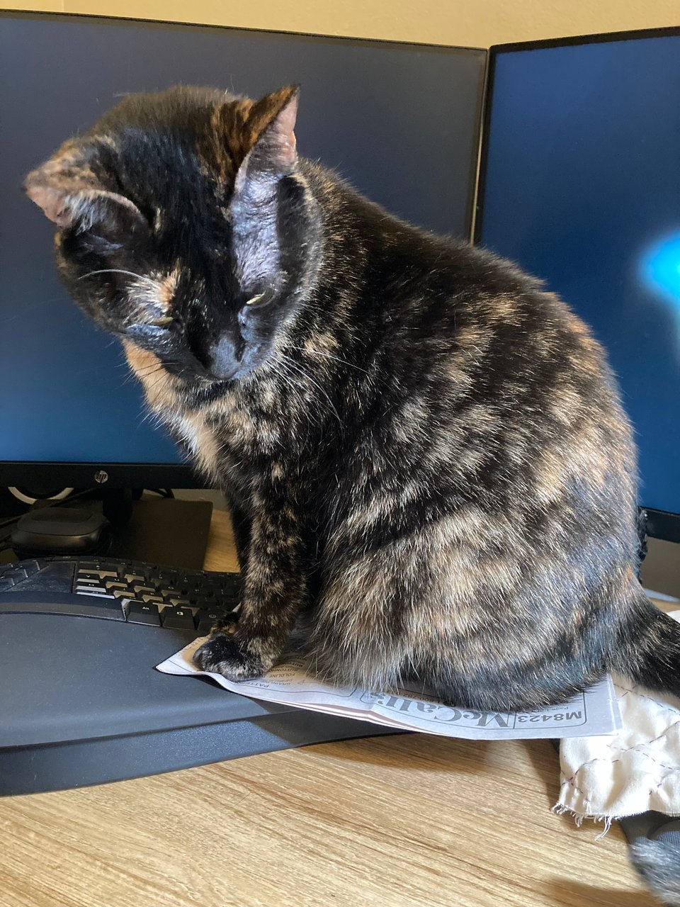 A black and orange tortoiseshell cat is sitting on a barely visible leaflet from a sewing pattern, which is on top of a keyboard.