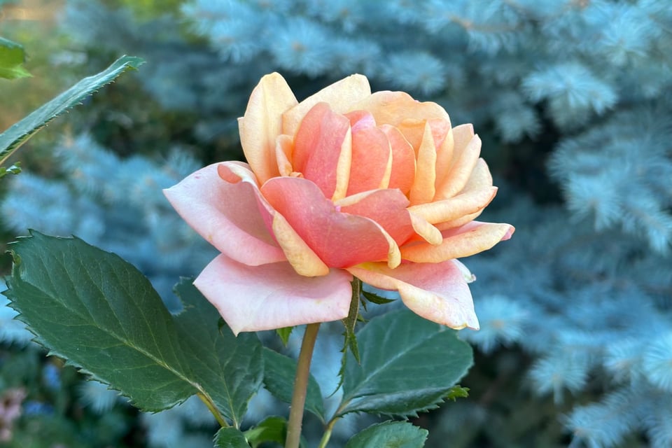 one of those sherbert-colored roses