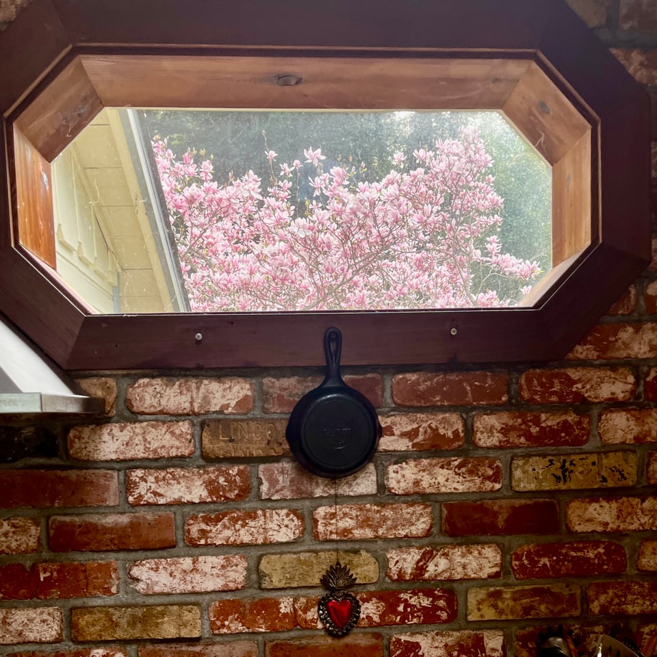 Image of a brick wall with a window - out the window, a giant pink magnolia tree in full bloom