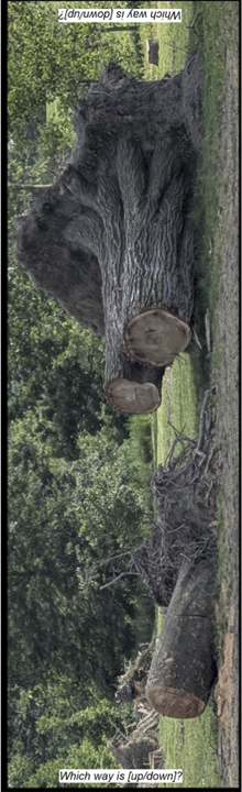 Two large cut down trees uprooteed. Text on top reads "which way is [down/up]". Text on bottom reads "which way is [up/down]"