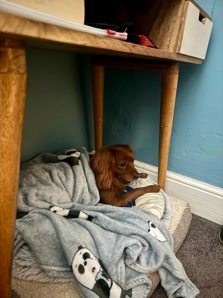 A cute dog sleeps under a desk, his blanket has pandas on it.