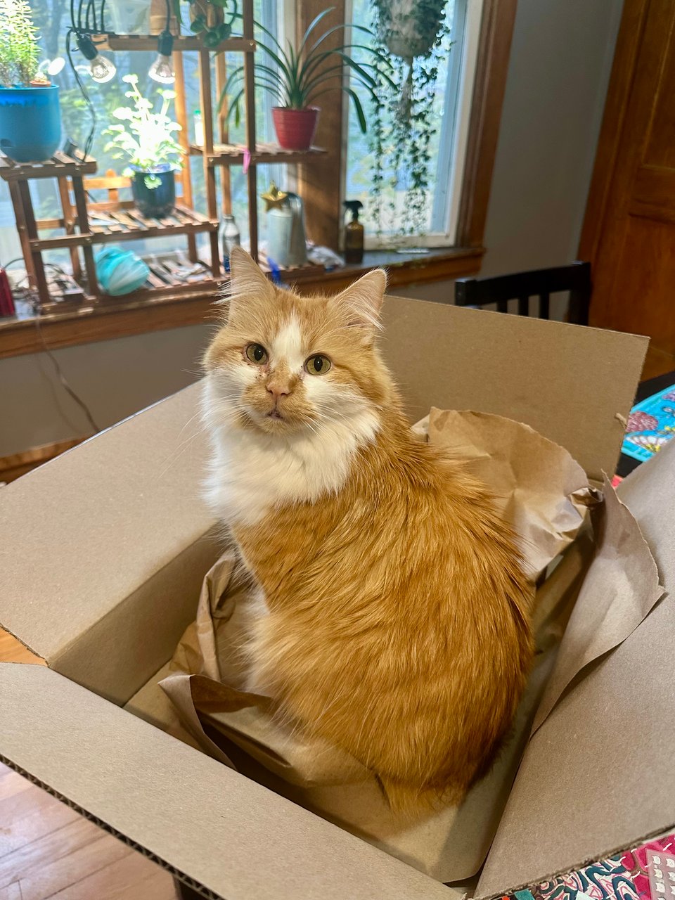 a fluffy orange and white cat nestled into the packing material in a cardboard box like he owns the place