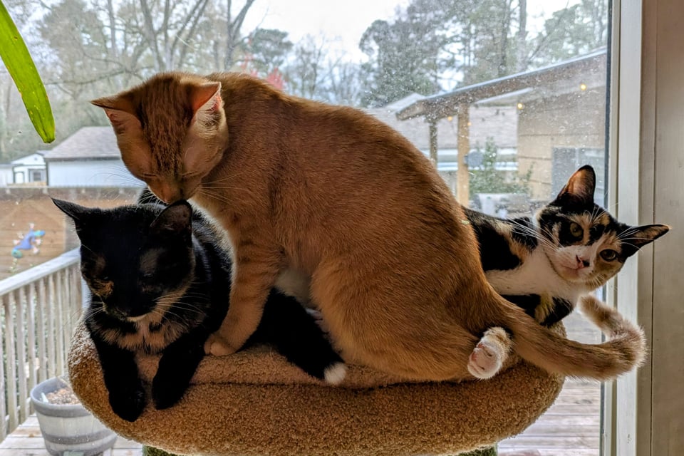 Three cats - a tortie, a ginger, and a calico - all piled on top of one another in front of a window on a rainy day.