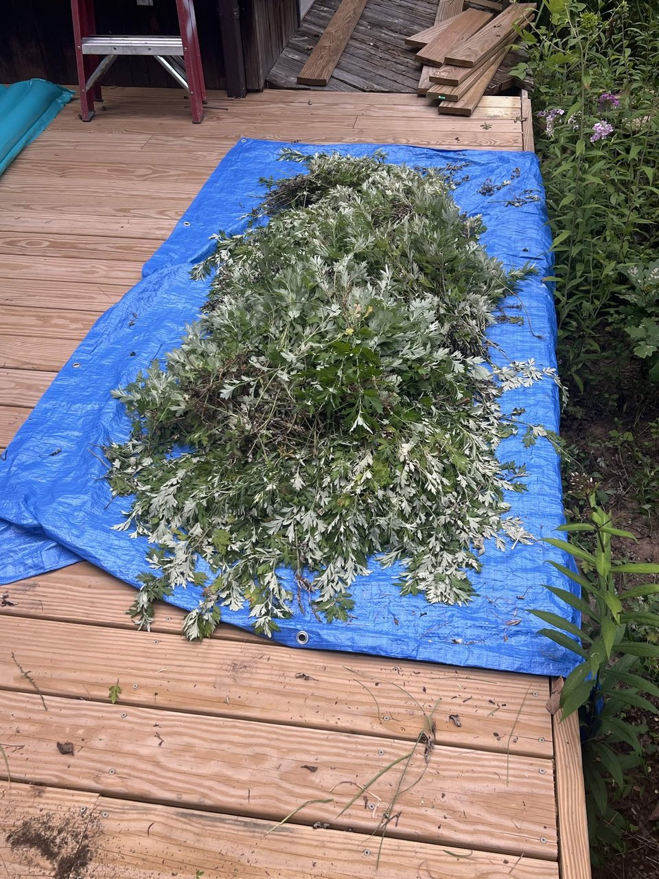 First Harvest Part 1. 