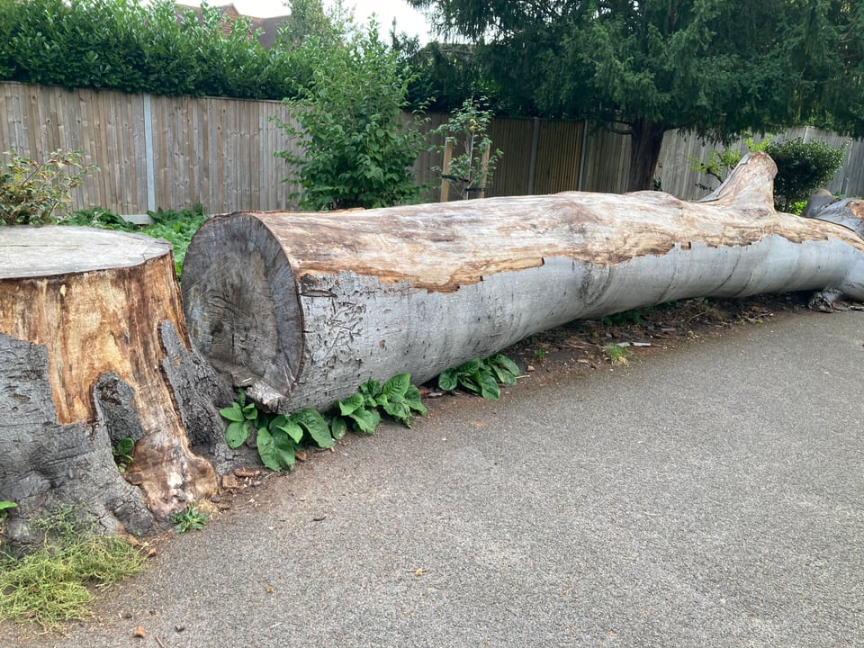 A felled tree - stump, and trunk. Some of the bark has been peeled off.
