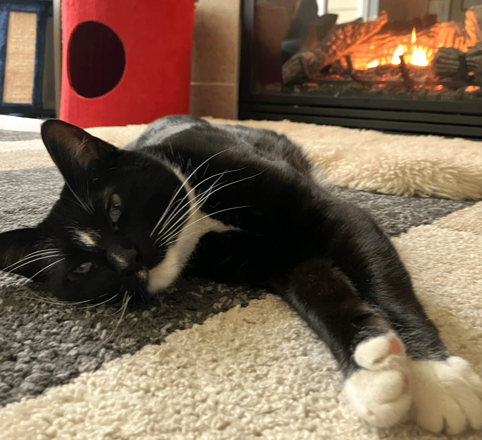 Mira, the tuxedo cat, is sprawled in front of a fireplace looking straight into the camera.