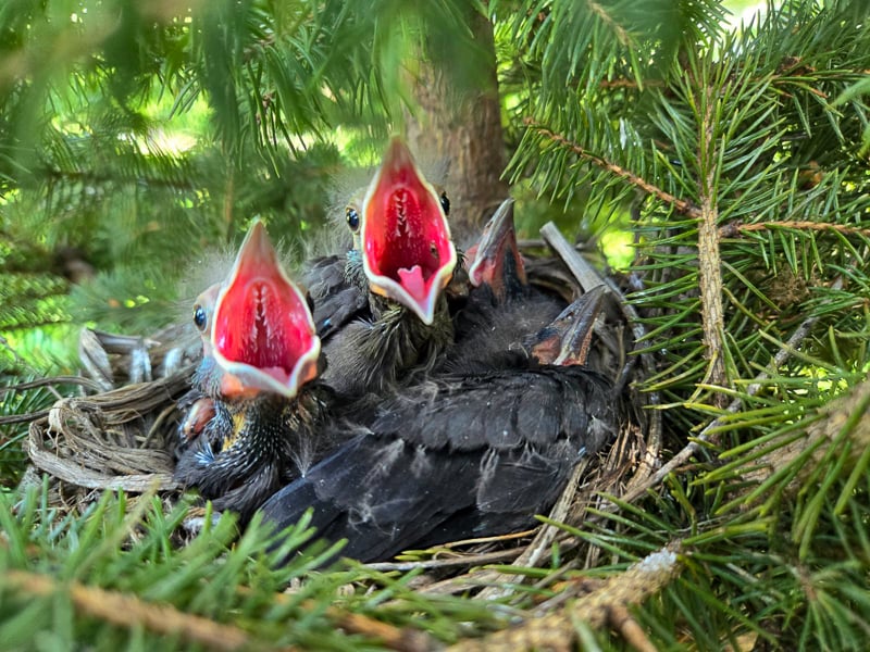 Hatched in April, fledgling crows noisily demand food and attention. Though we humans often ignore or scorn crows, they are vital to our native ecosystem, and truly bright and amazing creatures. Set yourself to watching a few for an hour or so sometime. You’ll be astounded at what they do and know. / Photo by Pamela Miller