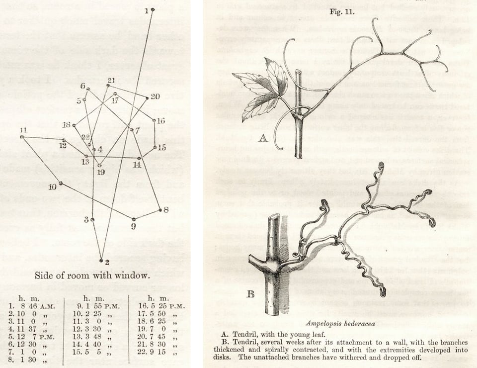 On the left, a screenshot of Darwin's drawing of a plant's movement; it looks like a long line that takes a dozen or so turns, with each turn point being a dot, and the line shooting off straight in a new direction from each dot. On the right is a hand drawing of the plant itself, showing a main branch with several young tendrils growing off in five directions, each one slender and growing in a spiral shape