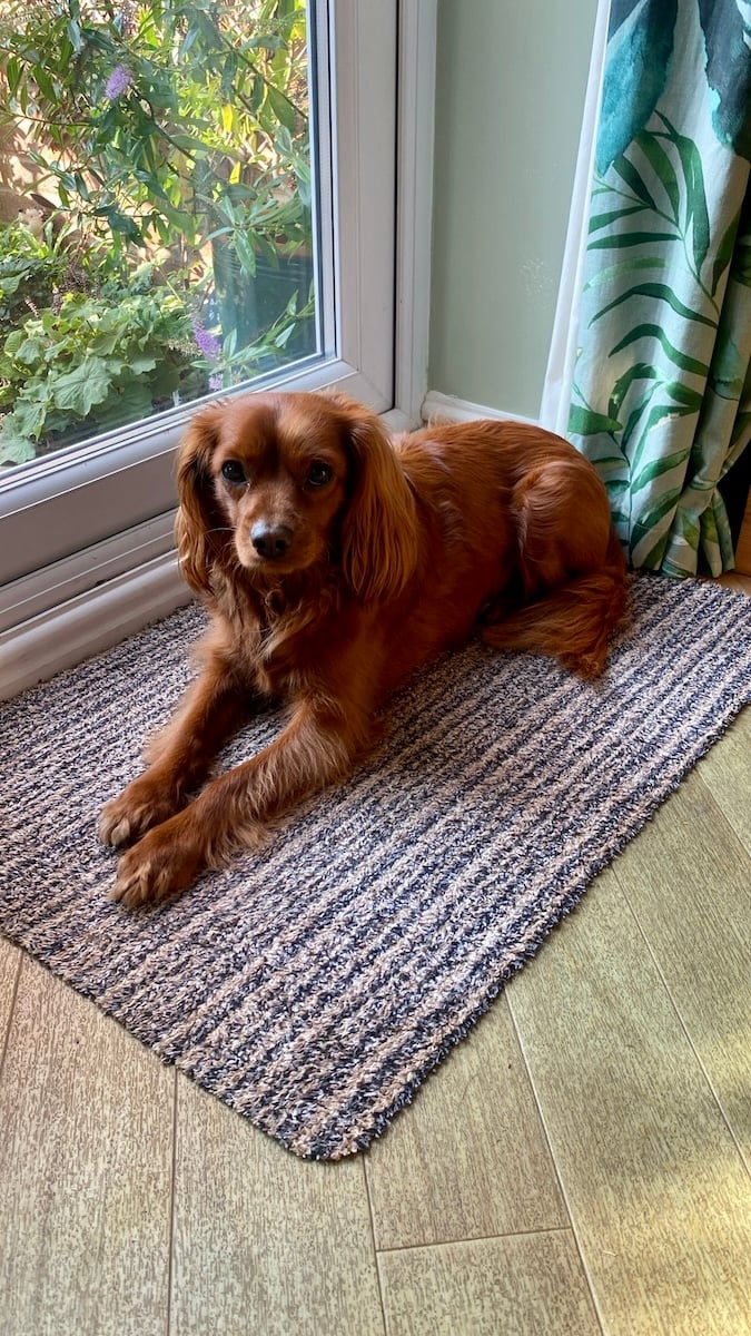 A cute dog by a window.