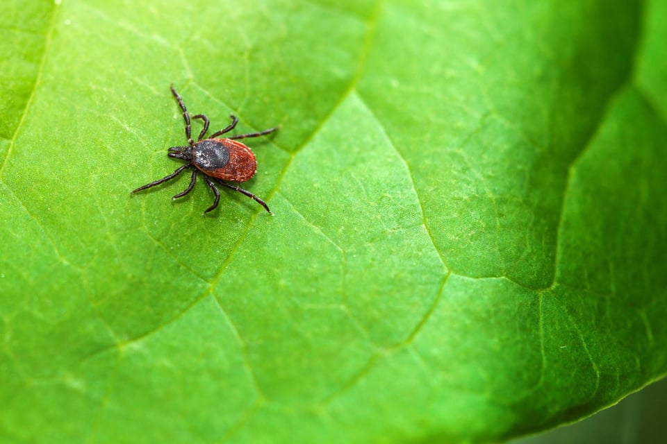 a tick on a leaf