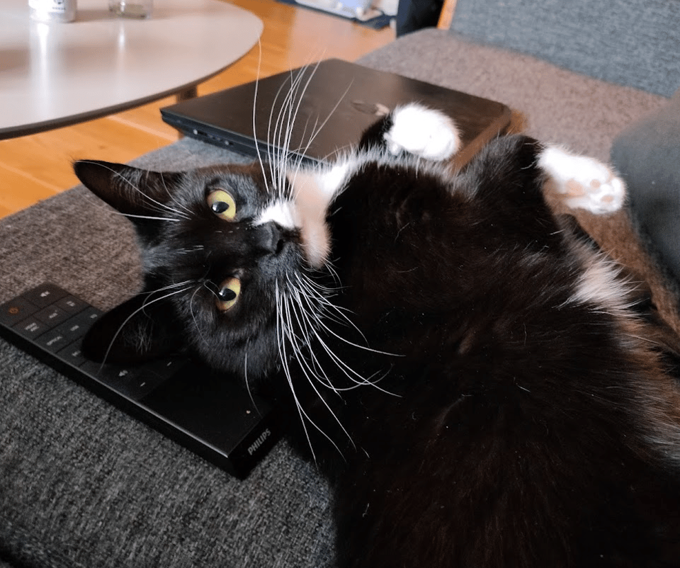 a good morning from yosh!*