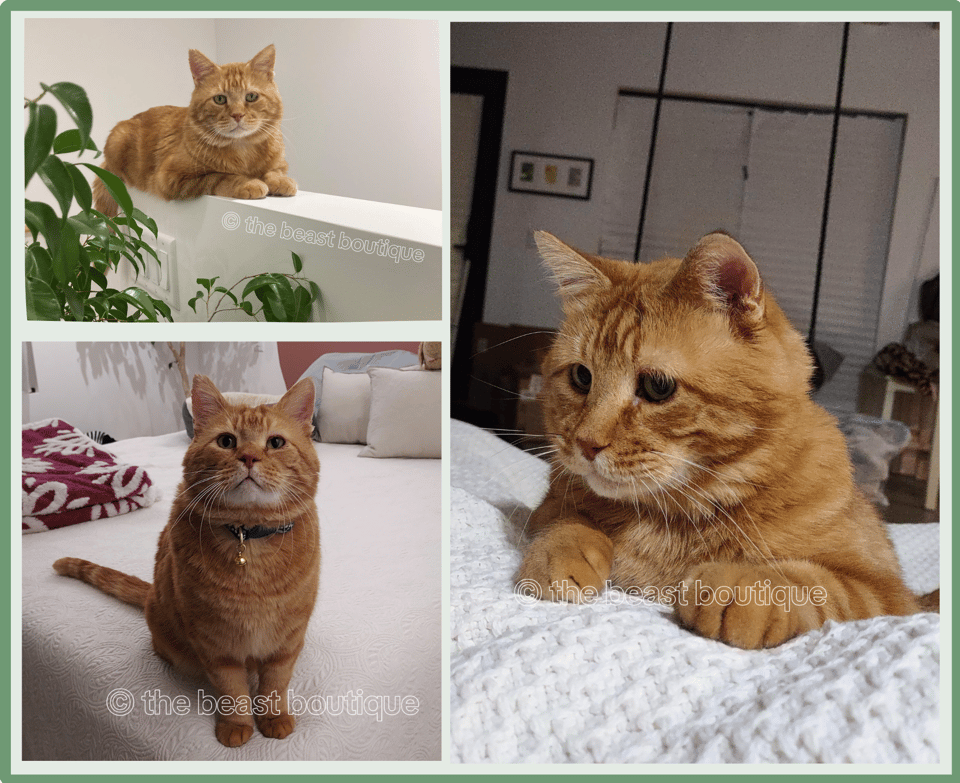 A collage of photographs showing a chunky orange tabby cat with tom cheeks and sad eyes. The first photo shows him laying on a half wall looking at the camera. The second photo shows him sitting on a bed looking up. The third is a closeup of him looking past the viewer with his paws up on the blanket, as if he's waiting for a treat.
the shop name, the beast boutique, watermarks the image