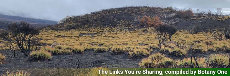 Plant life regrowing after a fire
