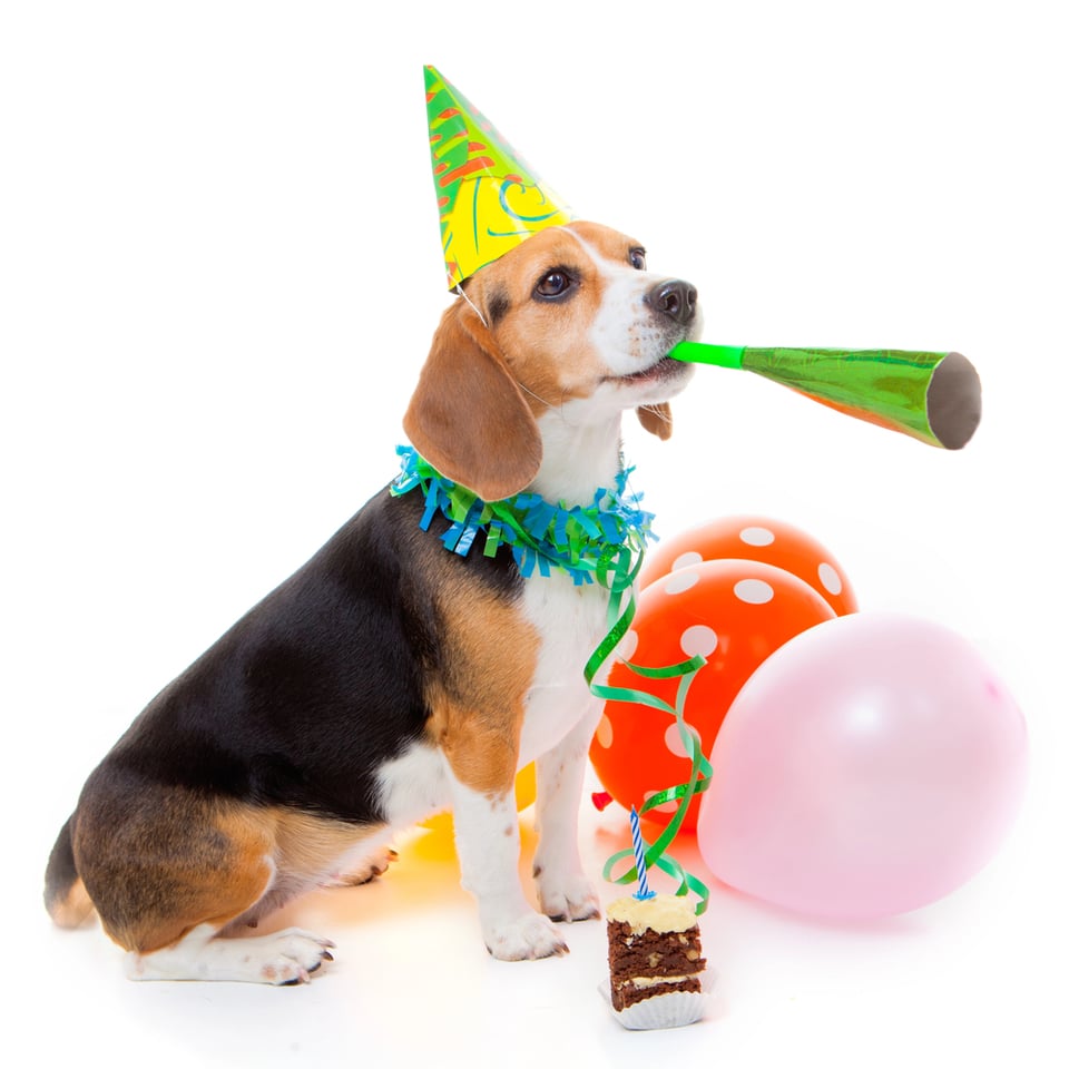 A happy looking black and tan beagle wears a party hat and poses besides balloons.