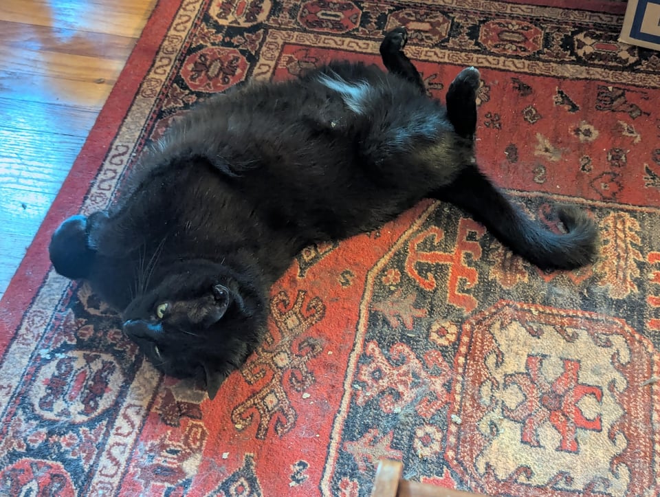 A black cat, tail curled and white patch of fur on his belly showing, on a rich red rug.
