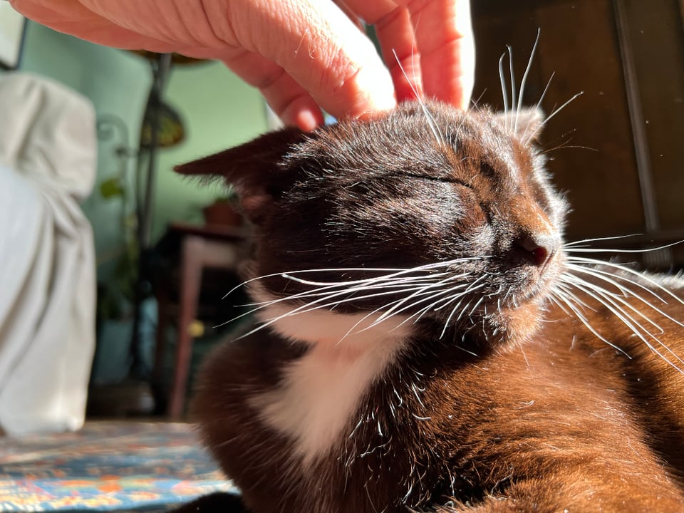 A picture of a cat with its eyes closed enjoying being scratched on the head between the ears