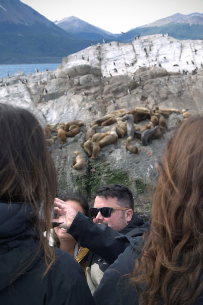 Sea lions and cormorants