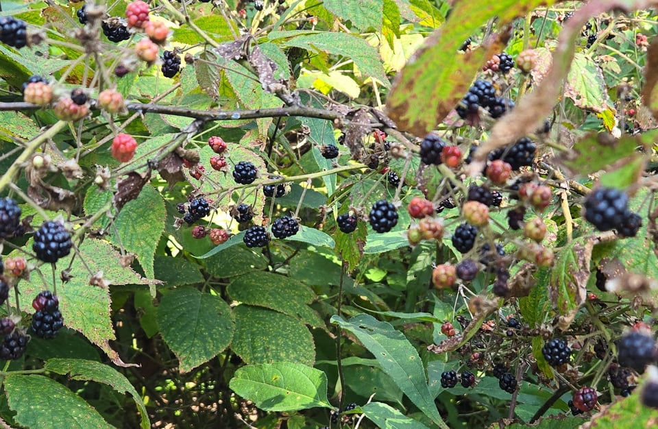 Wild blackberries proliferate into early September. You can find them near the Eagle Point overlook and especially around the Pine Loop Trail. / Photo by Pamela Miller