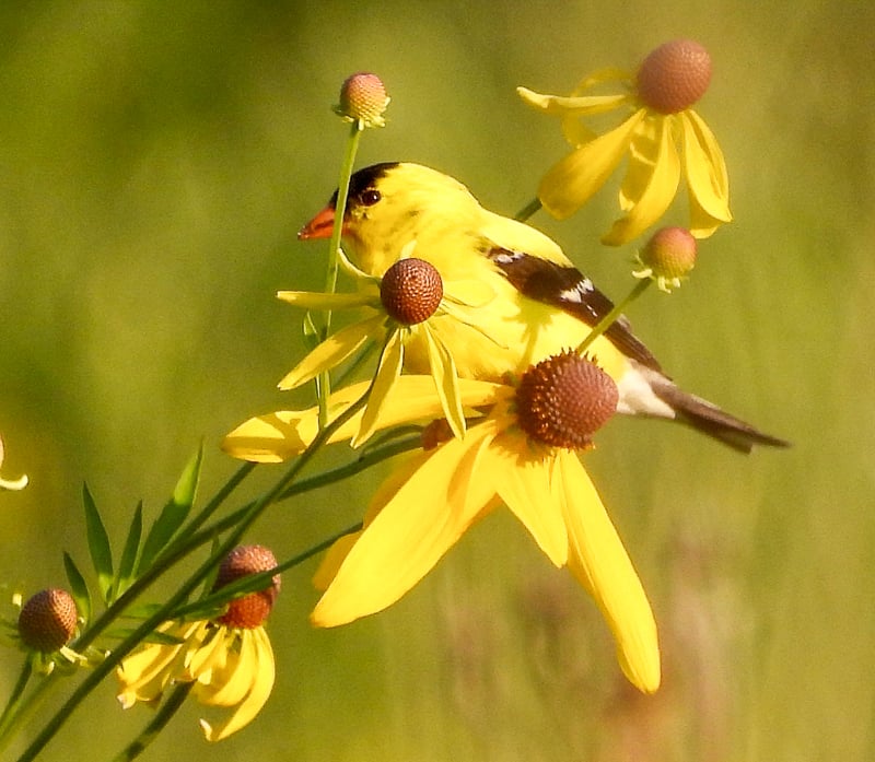 A summer study in yellow: An American Goldfinch in a coneflower. / Photo by Steve Dietz