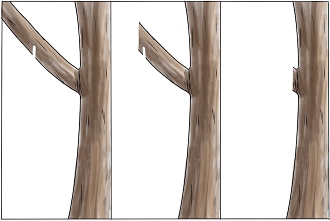 This week: Branch Pruning 101 