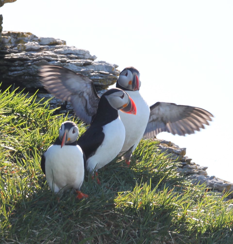 Three atlantic puffins on a grassy outcropping, all in a line where the first partly hides the next. The first is looking towards the bottom left corner, the second to the right, the last slightly to the right with his wings open. Puffins are small birds with a white belly, bright orange feet, and a beak that's stripped black at the base and bright orange at the end. They have clown vibes.