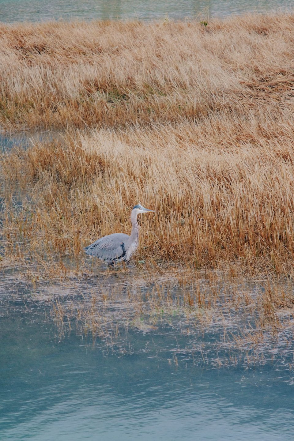 Photo of a Great Blue Heron chilling in some reeds.