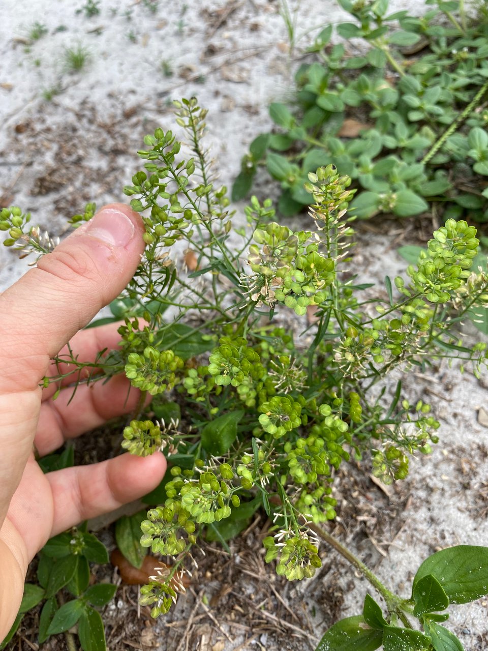 a photo of "poor-man's pepper" a 'weed' that is prevalent in FL