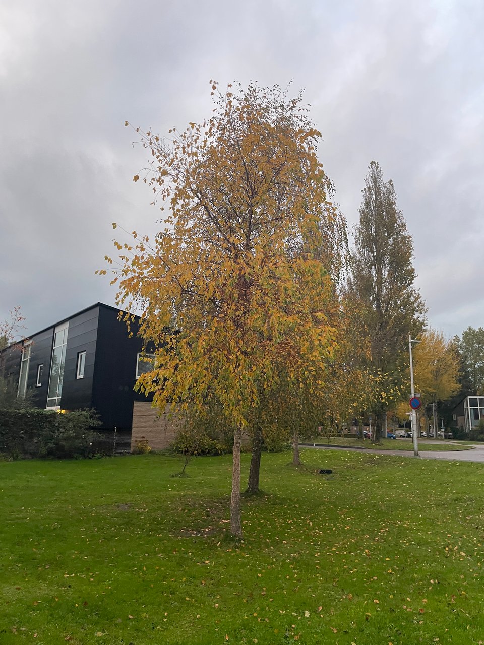 A tree with yellow leaves in a field in front of a street.