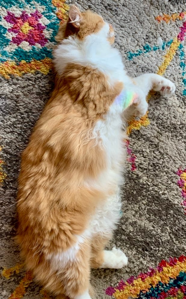 a fluffy orange and white kitty sprawled on a rug