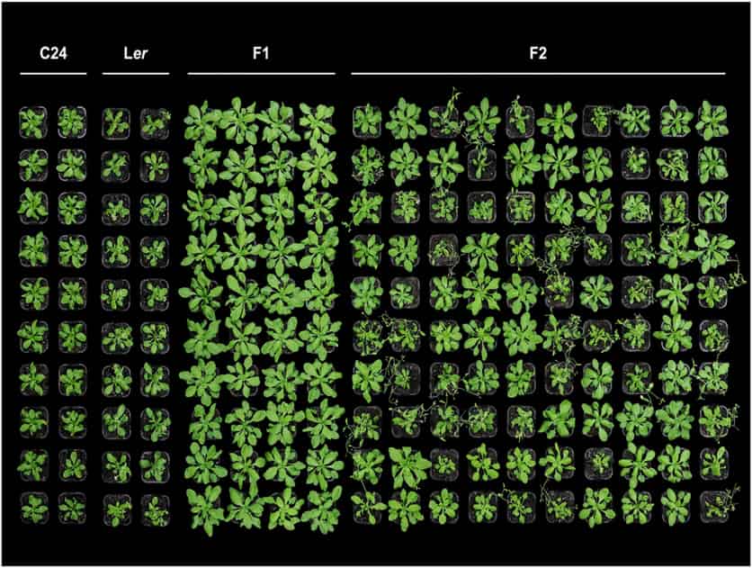 Columns of various varieties of Arabidopsis plants. The F1 hybrids have the biggest leaves.