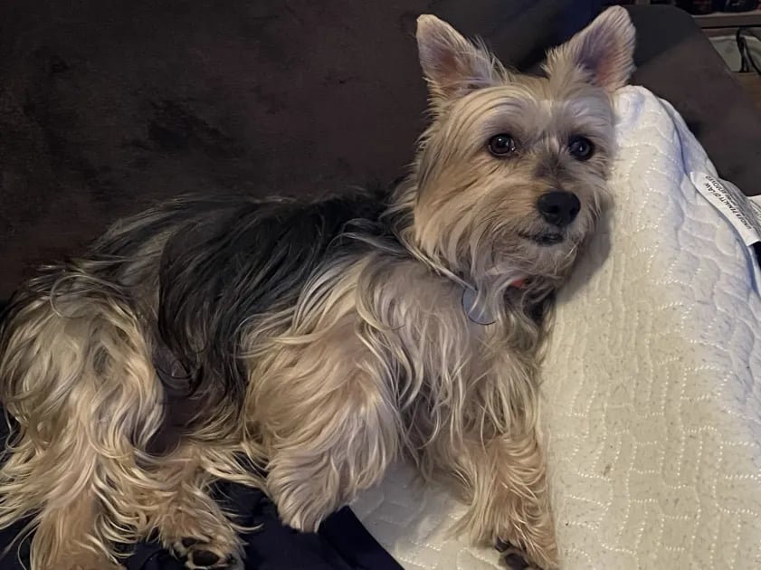Rory Young's pet Yorkshire Terrier named Pepper lying down and looking at the camera.