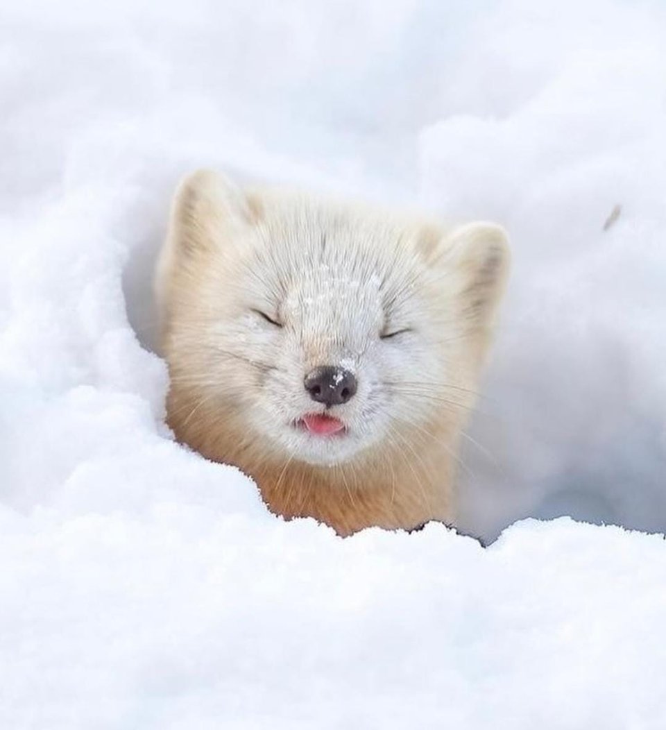 A white Japanese marten pops its fluffy face out of a hole in the snow. Its eyes are closed as if it was just woken up, and tongue out.