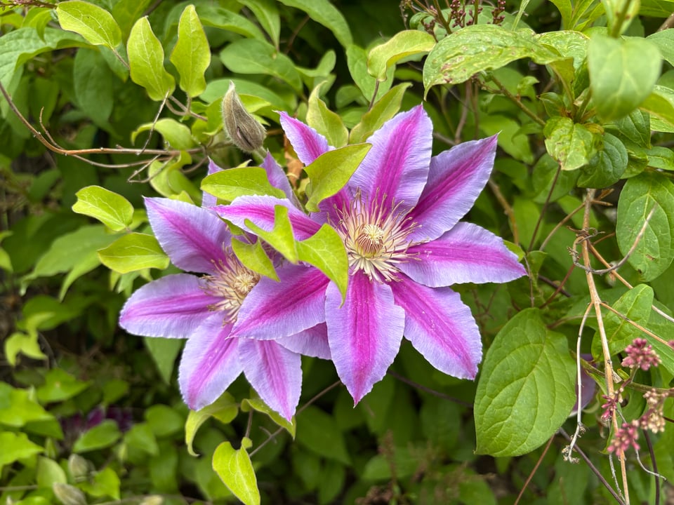 Two big clamatis flowers