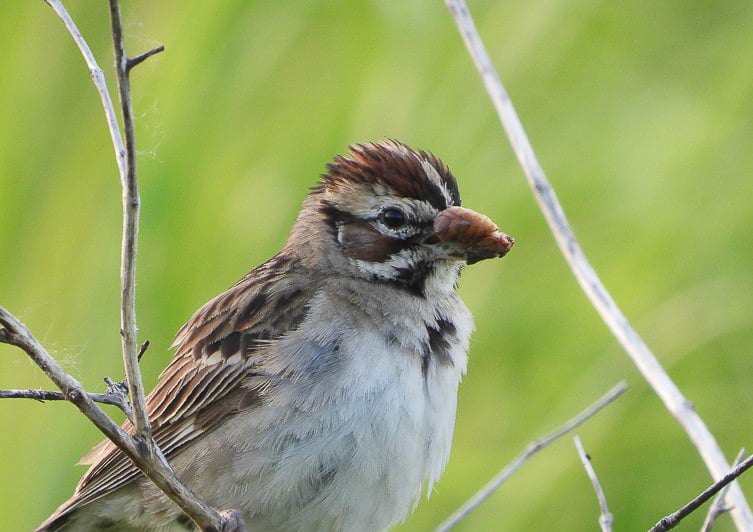 A Lark Sparrow (Chondestes grammacus) with its mouth full. (Perhaps it works for Grub Hub?) Lark Sparrows are most commonly found in the western United States, but you’ll see them occasionally in Frontenac State Park — a rare treat. / Photo by Steve Dietz