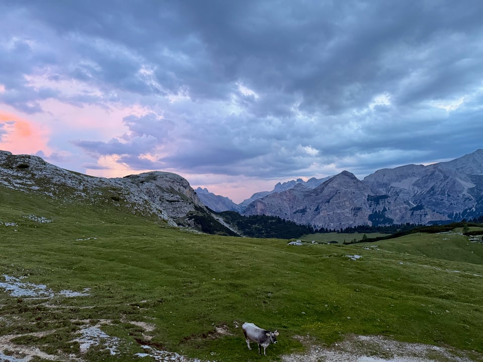 pink and blue sunset with cow in foreground