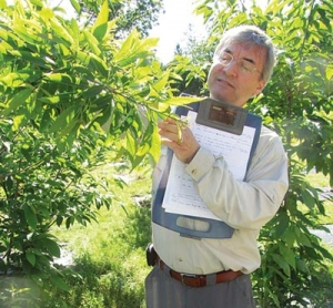 William Powell inspecting a transgenic chestnut sapling