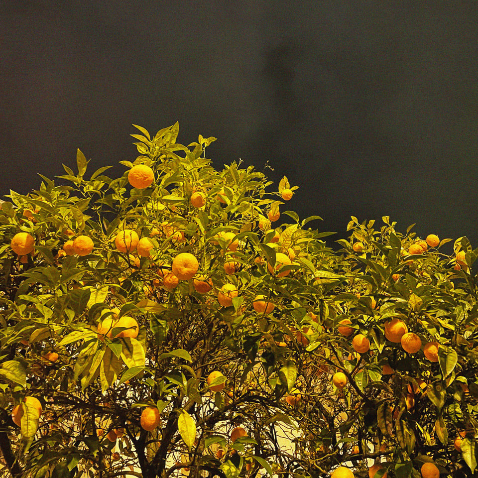 an orange tree growing beautiful orbs of fruit in front of a church in Braga, Portugal - they are eerily lit by an uplight against a dark night sky