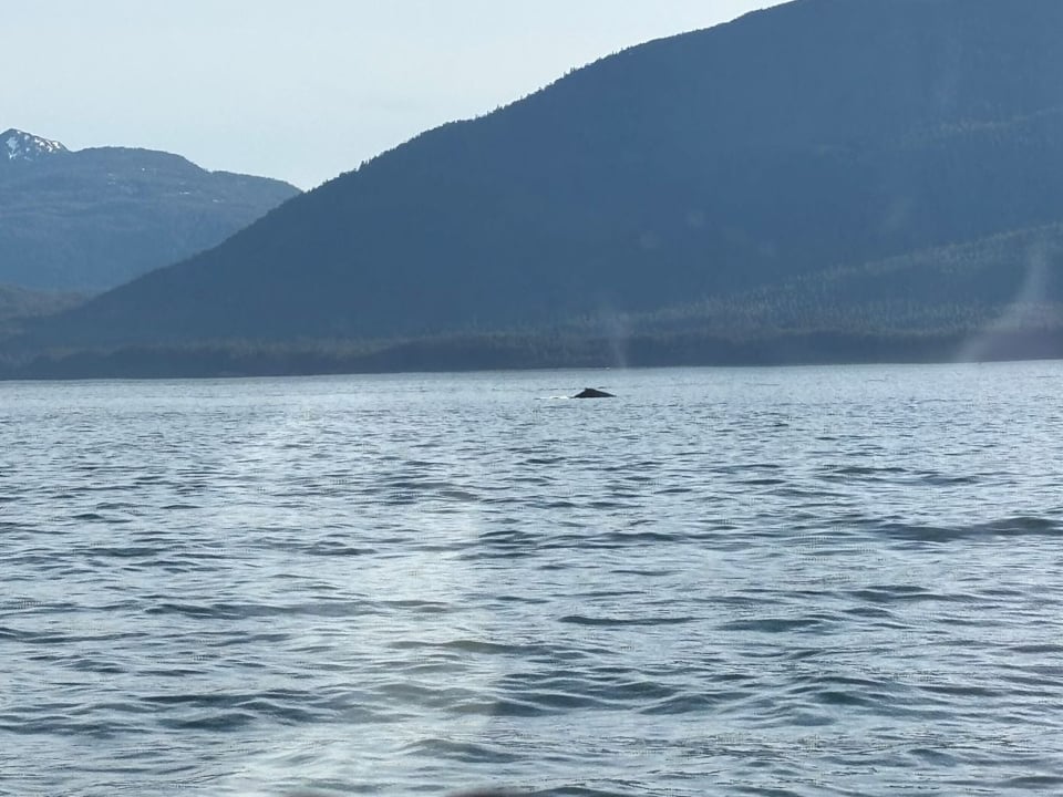 A whale cresting on the ocean, part of the spume visible as well as the whale's dorsal fin
