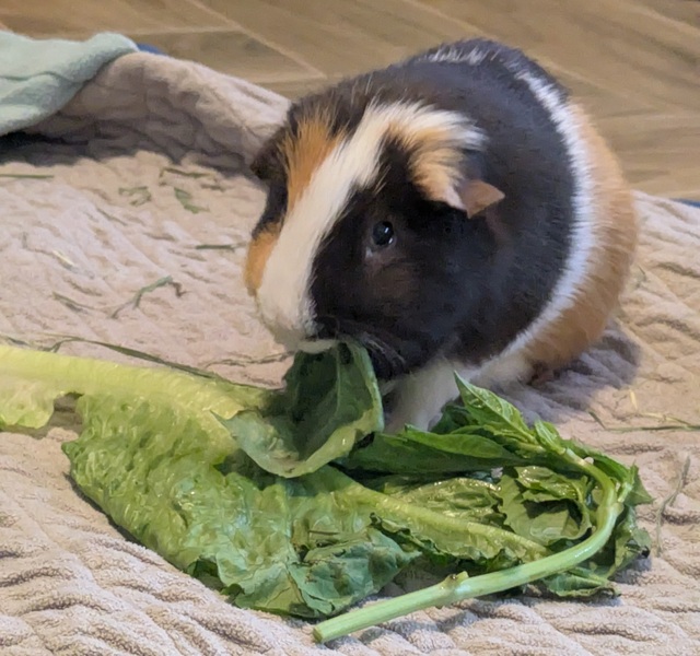 Ande the guinea pig eating some spinach and lettuce.