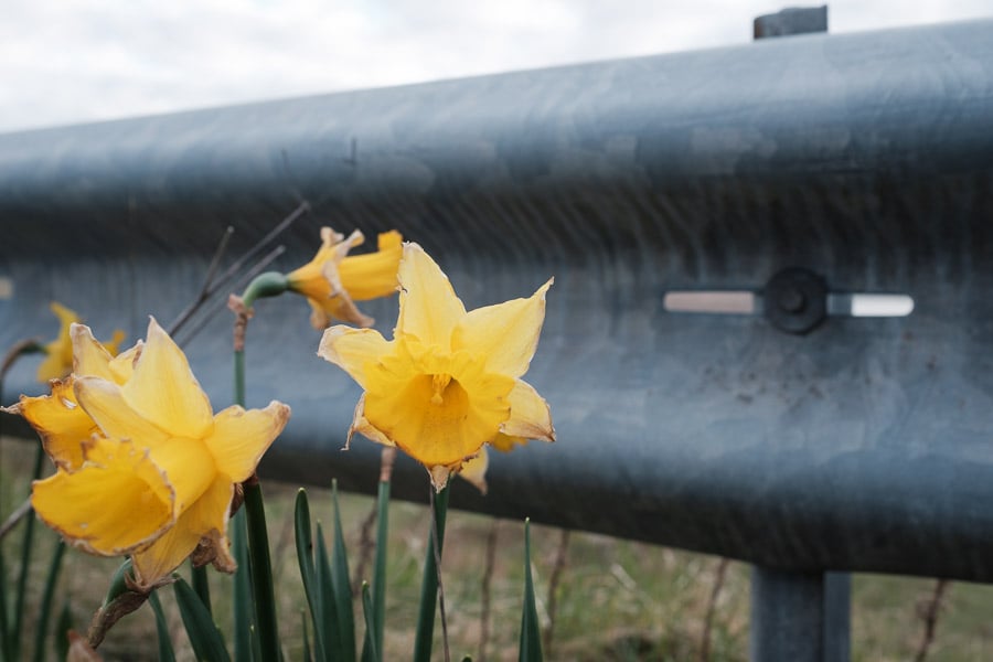 04 - Roadside flowers.jpg
