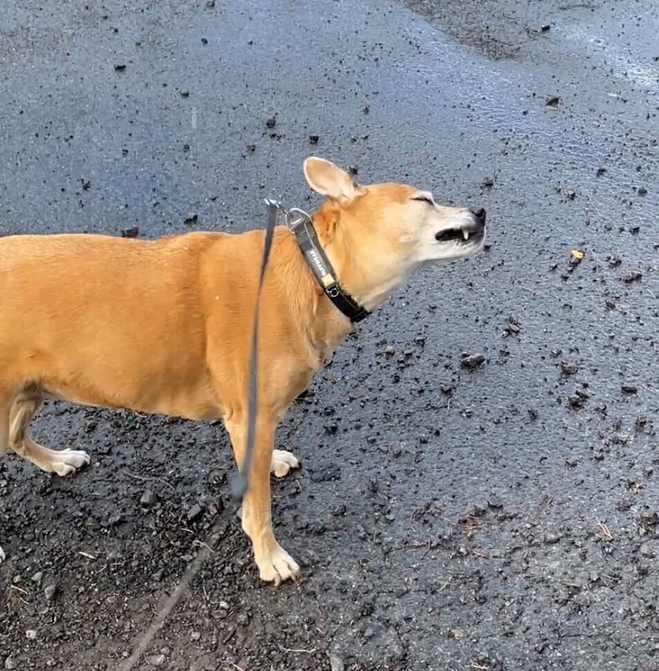 Kizu, a short-haired fawn-colored dog with a white-flecked muzzle and pointy ears is standing on a wet and gravelly asphalt surface, shaking her head to get hail off her fur.