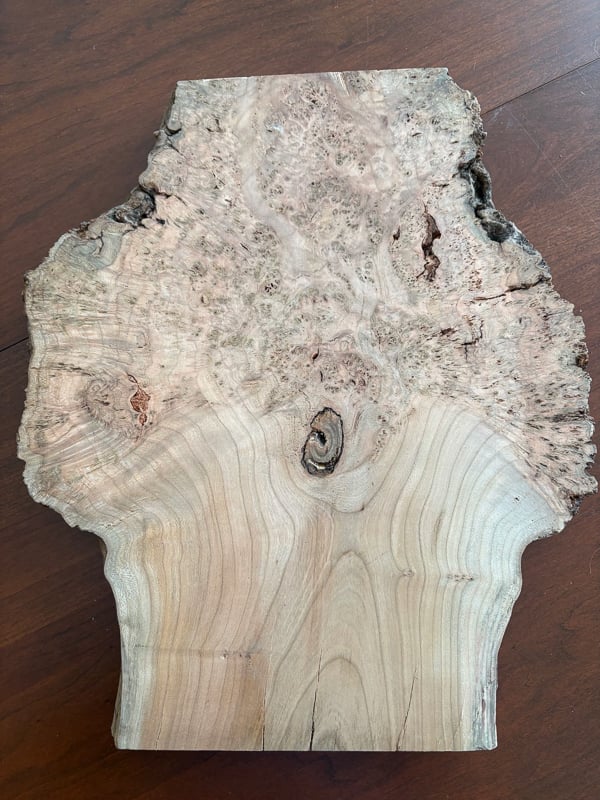 A cross-section of a burl that surrounded half of a black cherry tree’s trunk. / Photo by Brian Henkel