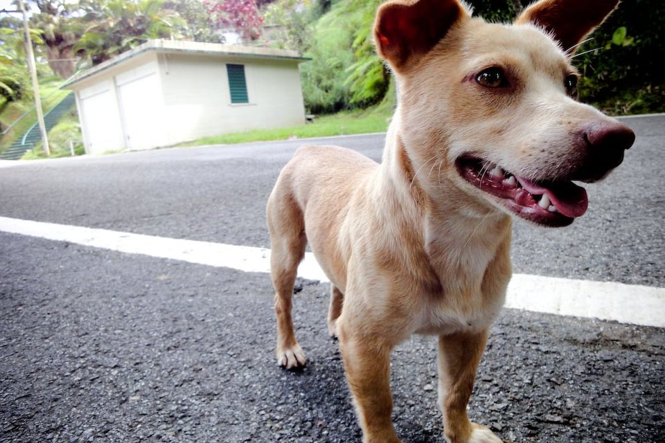 A tan dog with perked ears stands alert on a rural road, looking to the side. A small, white building and lush greenery are in the background.