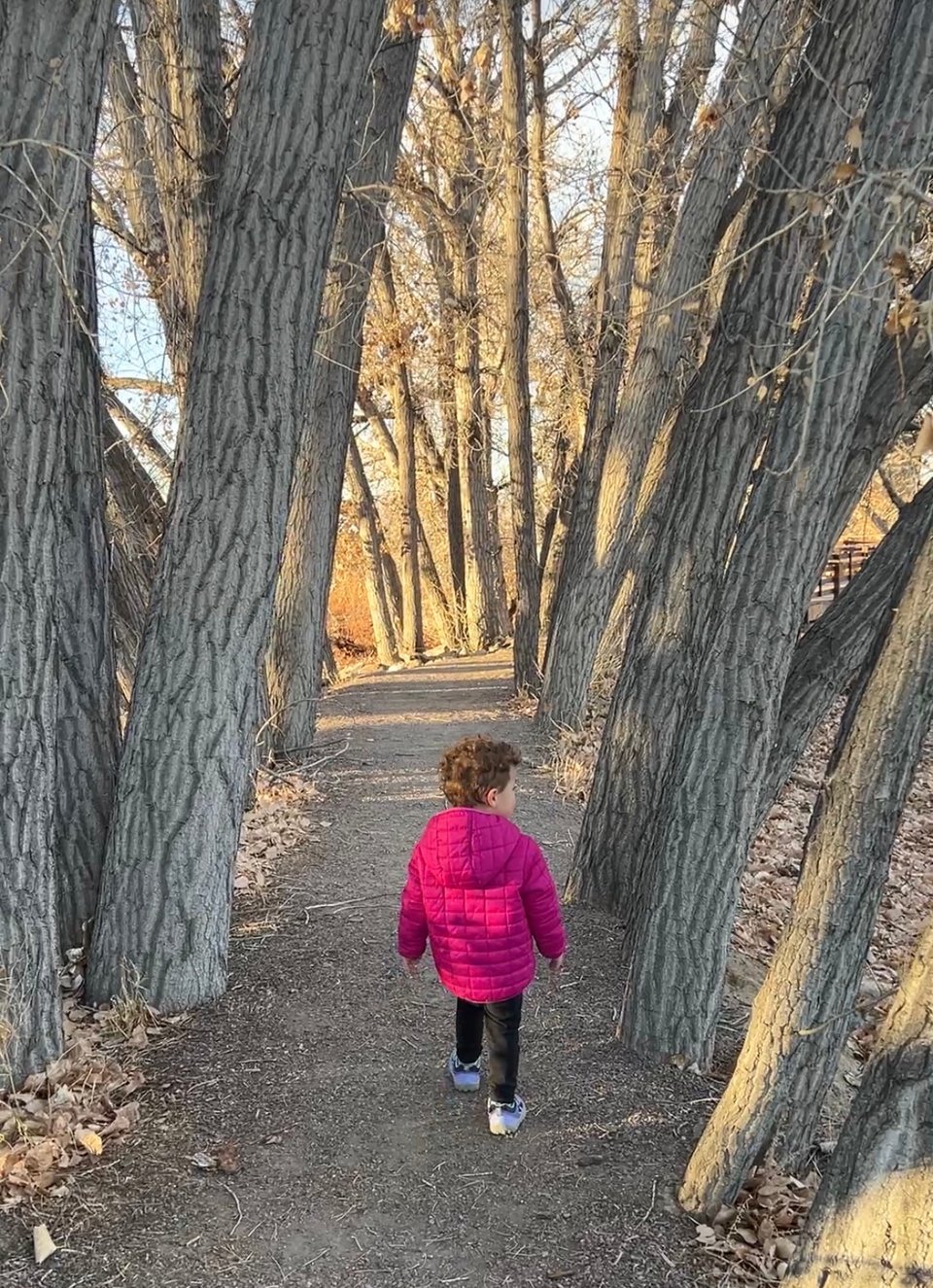 A toddler in a pink jacket walking among trees